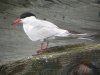 Common Tern at Southend Pier (Steve Arlow) (73107 bytes)